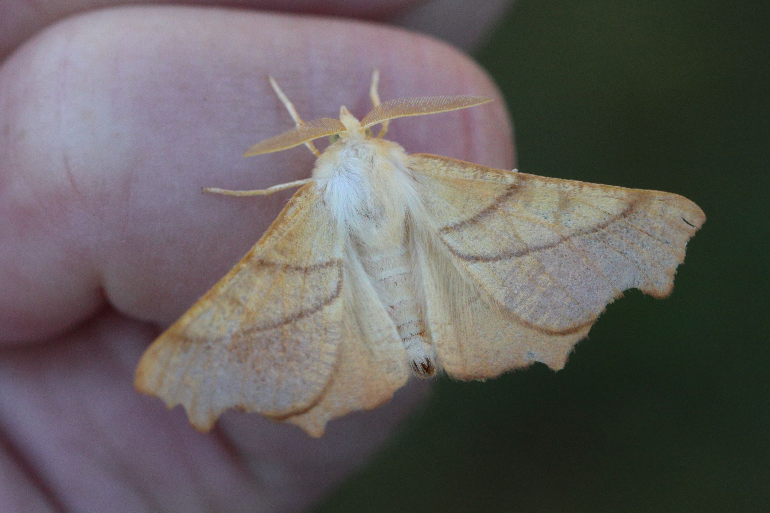 Photo of Dusky Thorn (Ennomos fuscantaria)